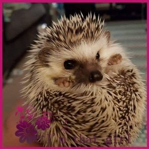 Meet your Posher, Bridget